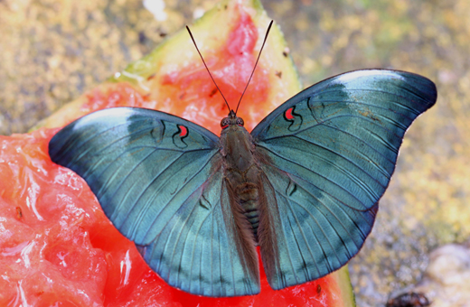 Butterfly park belvai